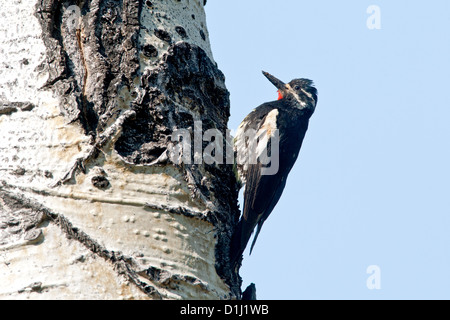 Williamsons Sapsucker auf Aspen Tree Vögel Vogel Spechte Ornithologie Wissenschaft Natur Tierwelt Umwelt Sapsucker Specht Stockfoto