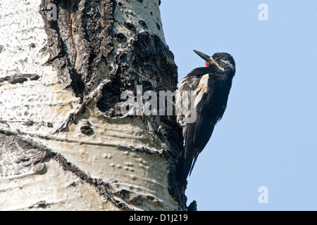 Williamsons Sapsucker auf Aspen Tree Vögel Vogel Spechte Ornithologie Wissenschaft Natur Tierwelt Umwelt Sapsucker Specht Stockfoto