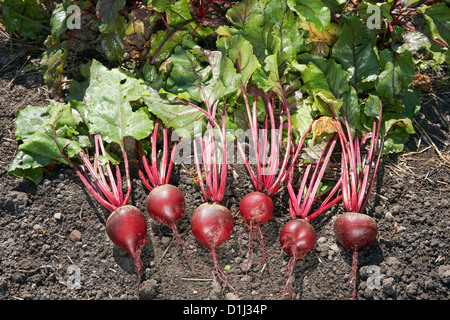 Organisch rote Bete nur im Schrebergarten abgeerntet gewachsen. Wissenschaftlicher Name: Beta vulgaris. Stockfoto