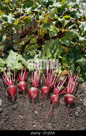 Organisch rote Bete nur im Schrebergarten abgeerntet gewachsen. Wissenschaftlicher Name: Beta vulgaris. Stockfoto