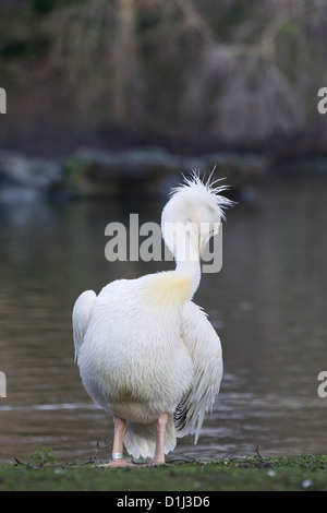 Pelikane am See in London England amerikanischer weißer Pelikan Pelecanus erythrorhynchos Stockfoto