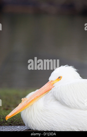 Pelikane am See in London England amerikanischer weißer Pelikan Pelecanus erythrorhynchos Stockfoto