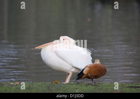 Pelikane am See in London England American White Pelican große weiße Pelikan Pelecanus onocrotalus Stockfoto