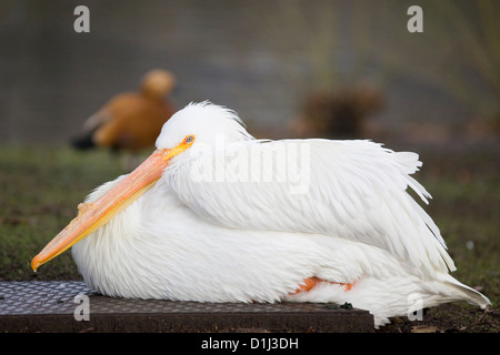 Pelikane am See in London England amerikanischer weißer Pelikan Pelecanus erythrorhynchos Stockfoto