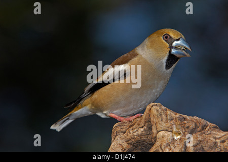 Kernbeißer (Coccothraustes Coccothraustes). Andujar, Provinz Jaen, Andalusien, Spanien Stockfoto