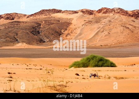 Eine einsame Oryx in der Hartman Berge, Kunene Region Norden Namibias Stockfoto