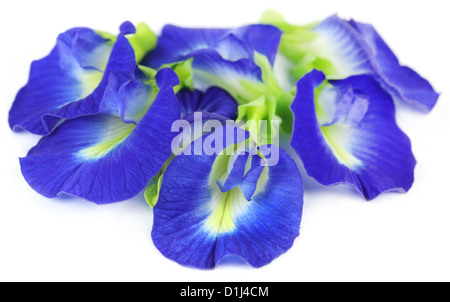 Clitoria Ternatea oder Aparajita Blume des indischen Subkontinents Stockfoto