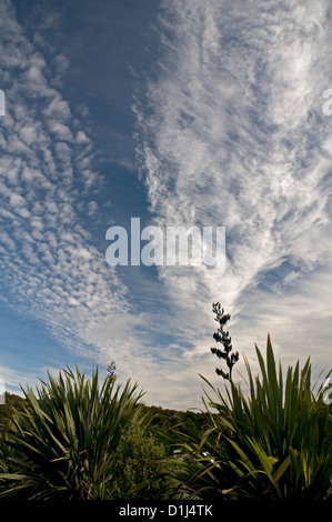 Attraktive Darstellung der oberen Cloud als eine Kaltfront löscht nach Osten an McLean Falls in den Catlins, Neuseeland Stockfoto