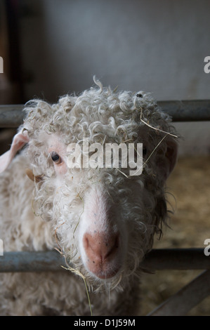 Ein Angora-Ziege, eines der viele seltene Rasse Bauernhof Tiere, die zu Hause, Bauernhof, Tatton Park, Knutsford, Cheshire Leben Stockfoto