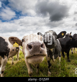 Nahaufnahme einer Herde neugieriger Kühe Stockfoto