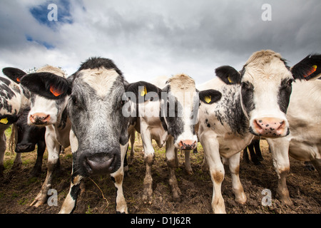 Nahaufnahme einer Herde neugieriger Kühe Stockfoto