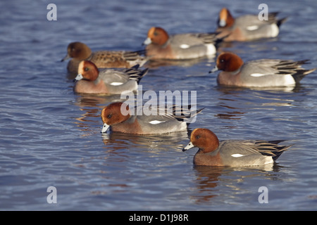 Pfeifente Anas penelope Herde füttern im Winter bei RSPB Reservat Titchwell Norfolk Stockfoto