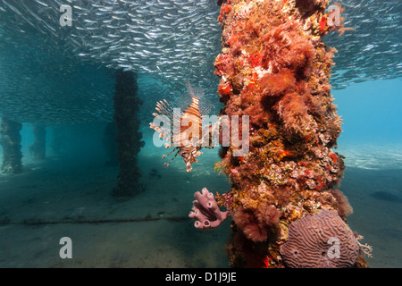 Ein Rotfeuerfisch schwimmt neben einem Pier Bein während einer Untiefe Silverside Köder Fisch Wirbel im Hintergrund Stockfoto