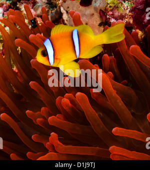 Rotes Meer Clownfische (Anemonenfische) neben eine lebendige rote Anemone an einem Korallenriff Stockfoto