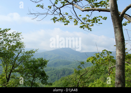 Blick auf die Berge vom Wanderweg zu den Laurel Falls. Great Smoky Mountains Nationalpark. Gatlinburg, Tennessee, USA. Stockfoto