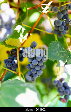 Trauben von Trauben hängen die Weinranken in einen sonnigen Herbsttag Stockfoto