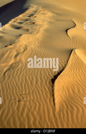 Coral Pink Sand Dunes, Utah Stockfoto
