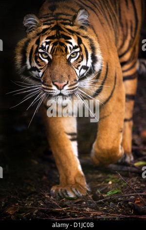 Sumatra-Tiger Stockfoto
