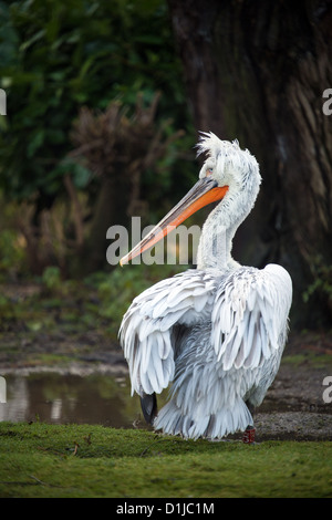 Krauskopfpelikan Stockfoto