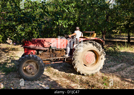 Senior Bauer seinen Traktor durch einen Obstgarten der Pflaumenbäume im Revers zu fahren Stockfoto