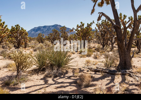 Yucca und Kaktus Wüste in der Hualapai Nation Reservierung, AZ. Stockfoto