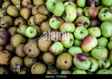 Pink Lady Apfel mit Seckel Birnen am Bauernmarkt Stockfoto