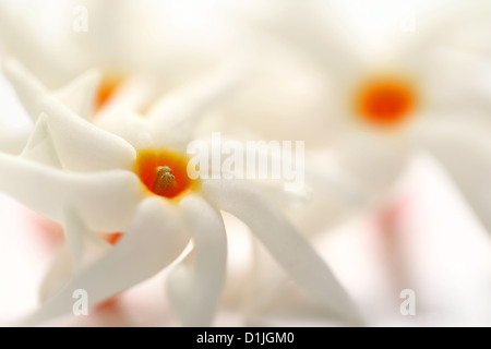 Nyctanthes Arbor-Tristis oder Sheuli Blume von Südasien Stockfoto