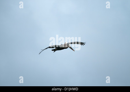 Braune Pelikan in Ayora Hafen fliegen Stockfoto