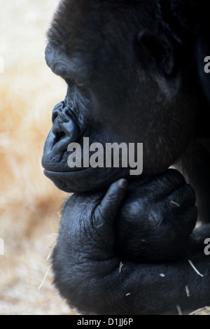 Nachdenklicher Gorilla Sinda im Prager zoo Stockfoto