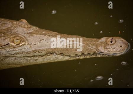 Amerikanisches Krokodil, Sci; Name; Crocodylus Acutus, in einem Fluss in der Provinz Los Santos, Republik von Panama. Stockfoto