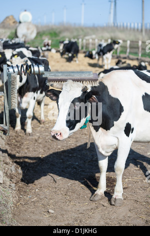 Kuh kratzt ihr Horn und erholend auf einem Bauernhof Stockfoto