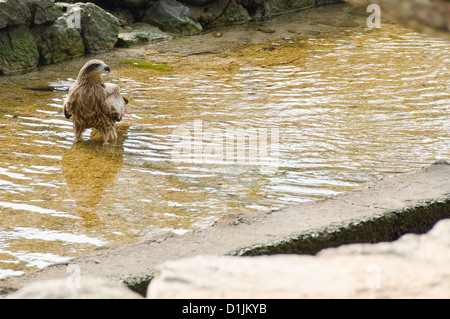 Schwarzmilan, MILVUS MIGRANS stehend im Wasser und heraus aufpassen Stockfoto