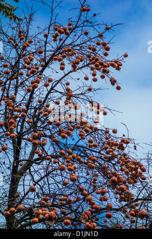 Ein Detail der oberen Zweige der Fuju Persimone Baum, vor blauem Himmel, geladen mit Früchten, nachdem die Blätter abgefallen sind. Stockfoto