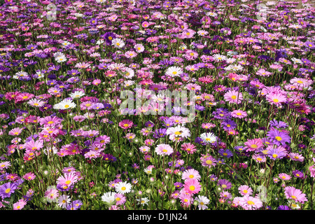 Aster Feld mit vielen Blumen Stockfoto