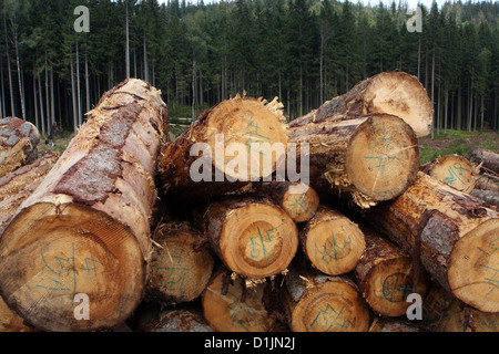 Gefällt Bäume im Wald, Stummel, Holzernte, Ernte von Waldfichten Stockfoto