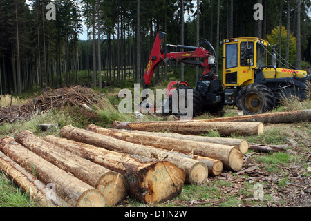 Gefällte Bäume im Wald, forstverband, Holzernte, Ernte Wald Stockfoto