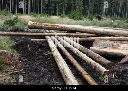 Gefällte Bäume im Wald, forstverband, Holzernte, Ernte Wald Stockfoto