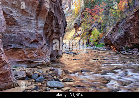 Reflektierende Herbst Licht erhellt die Canyonwänden The Narrows, wie der Virgin River durch Zion National Park in Utah fließt. Stockfoto