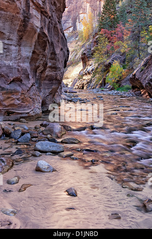 Reflektierende Herbst Licht erhellt die Canyonwänden The Narrows, wie der Virgin River durch Zion National Park in Utah fließt. Stockfoto