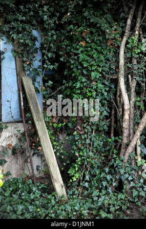 Gartenstillleben mit gemeinem Efeu, der einen alten Baum klettert und einen Gartenschuppen bedeckt Stockfoto