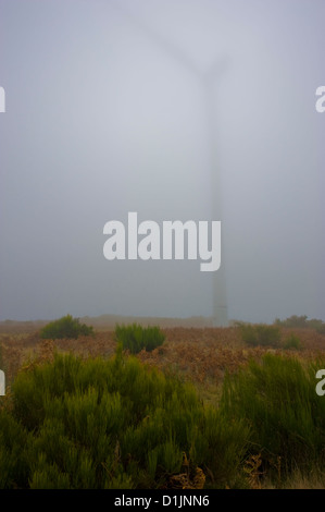 Einem großen Plateau auf 1300 bis 1500 Meter über dem Meeresspiegel auf der Insel Madeira im Atlantischen Ozean Stockfoto