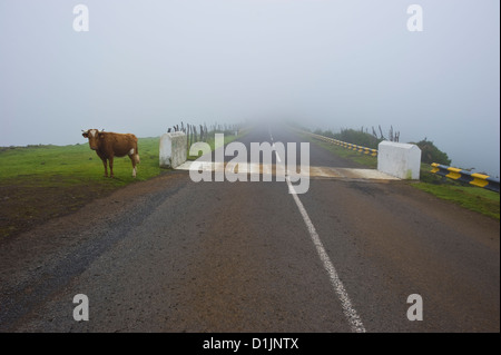 Einem großen Plateau auf 1300 bis 1500 Meter über dem Meeresspiegel auf der Insel Madeira im Atlantischen Ozean Stockfoto