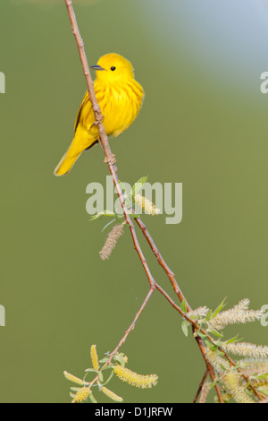 Gelbsänger in Willow Tree Blossoms thront - vertikale Vögel Vogel singvögel Vogelkunde Wissenschaft Natur Tierwelt Umwelt Grasmücke Stockfoto