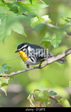 Gelbkehliger Barsch in Sweetgum Baumvögel singvögel vogelgesang Ornithologie Wissenschaft Natur Tierwelt Umwelt Laubsänger vertikal Stockfoto