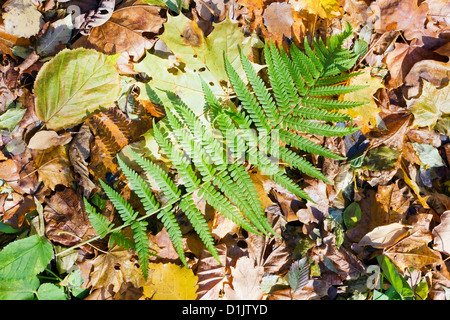 Grünes Blatt von wilden Farn Wald liegt am goldenen Herbst Blätter von Eiche, Ahorn und Espe Hintergrund. Sonniger Herbsttag. Selektive focu Stockfoto