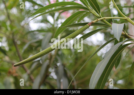 Frucht des Nerium Oleander Stockfoto