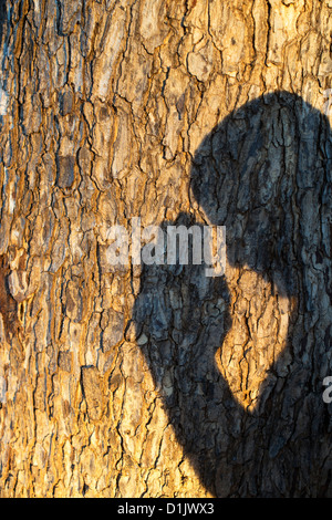 Schatten Sie auf Baumrinde eines Mannes beten in Indien Stockfoto