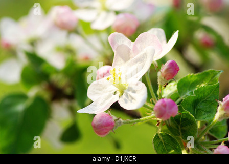 Nahaufnahme der Kirschblüten Stockfoto