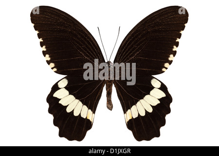 Schmetterling Arten Papilio Polytes alphenor Stockfoto