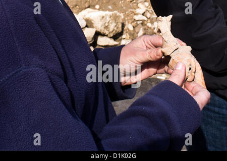 Kleine Keramik Figuren ausgegraben am Tel Motza belegen seltene religiöse Praktiken und Rituale in den frühen Tagen des Königreichs Juda. Motza, Israel. 26. Dezember 2012.  Ein Tempel, Keramik Figuren und andere Artefakte bietet seltene Zeugnis von einem rituellen Kult im Großraum Jerusalem zu Beginn der Monarchie-Periode, von der Israel Antiquities Authority am Tel Motza bei Ausgrabungen freigelegt. Stockfoto